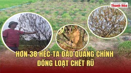 Hơn 38 héc-ta đào Quảng Chính đồng loạt chết rũ